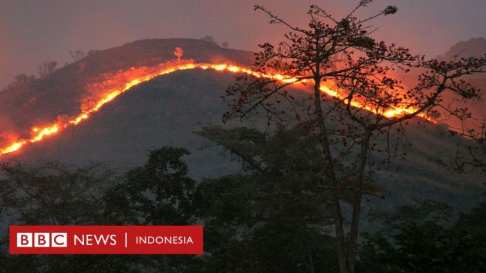 apa penyebab kebakaran hutan