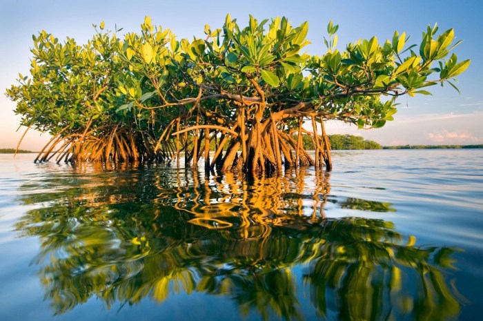 mangrove hutan macam jenis ekosistem majalah1000guru 1000guru majalah undip mengenal ingin