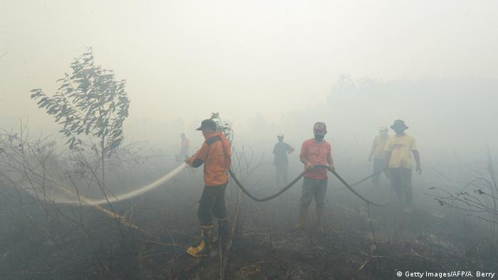 apa penyebab kebakaran hutan terbaru