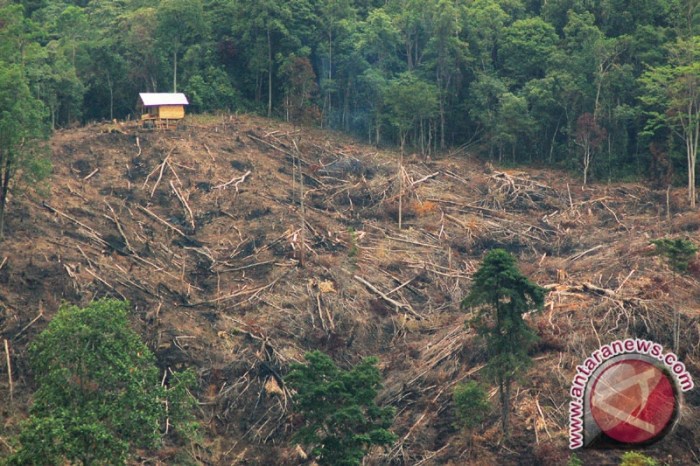 akibat penebangan hutan secara liar