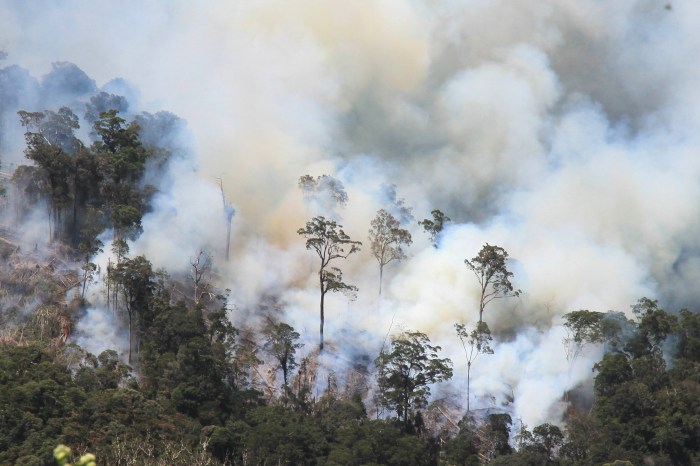 artikel tentang kebakaran hutan