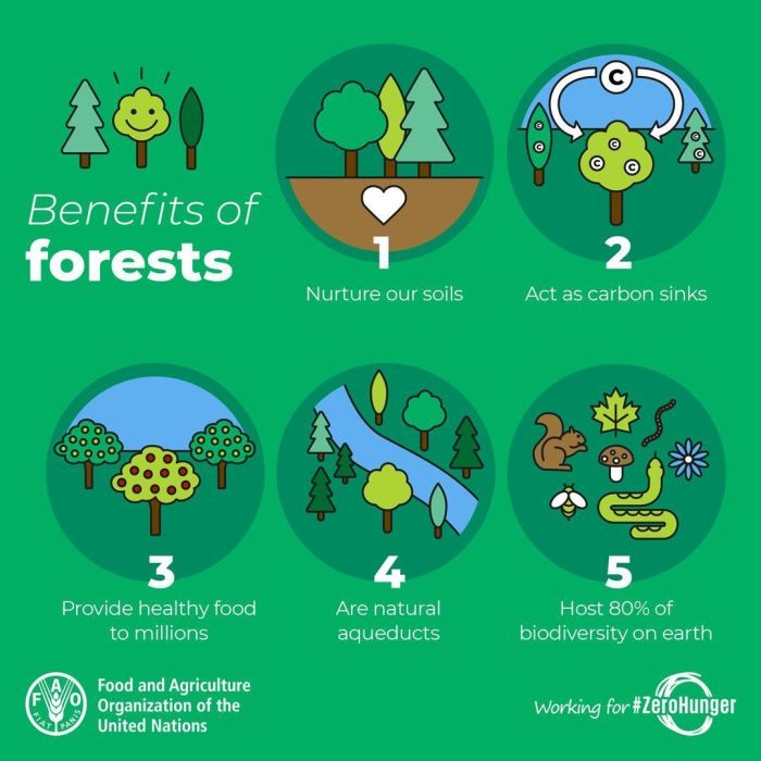 apa manfaat hutan terbaru
