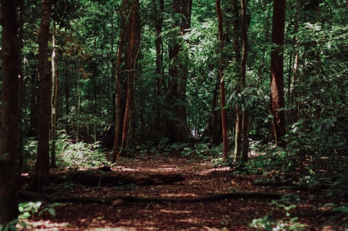 hutan heterogen dimaksud dictio