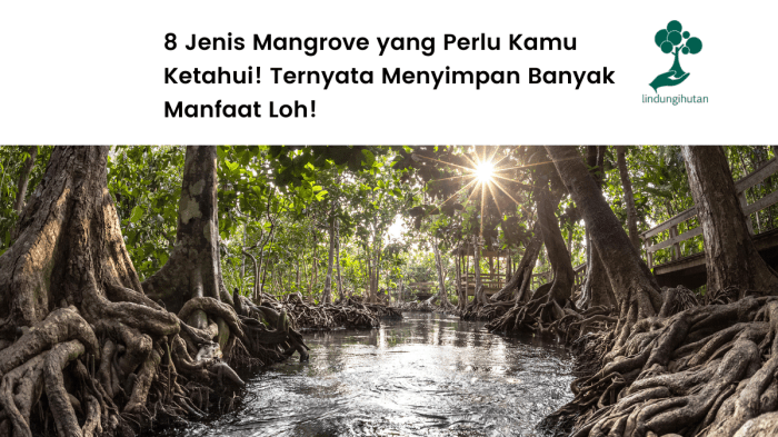 apa itu hutan mangrove terbaru