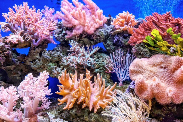 terumbu karang ikan reef infografis manfaat gurupendidikan medan besar wallpapertip