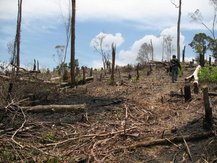hutan kalimantan kerusakan pemerintah lahan sawit akibat perkebunan ekspansi deforestasi transparan bukti selatan perizinan mongabay fwi mau buka jatam karbon