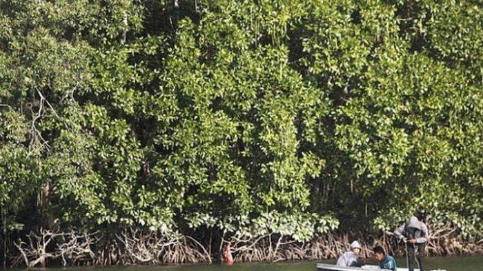bakau berwawasan lingkungan ekowisata hutan gebang mangrove pesawaran lampung tanaman bocil