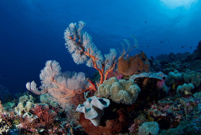 apa yang dimaksud terumbu karang