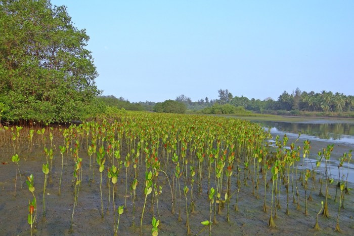 apa saja yg dapat merusak pertumbuhan dan kelestarian hutan bakau