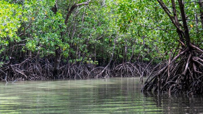 apa arti julukan sabuk hijau bagi hutan bakau terbaru