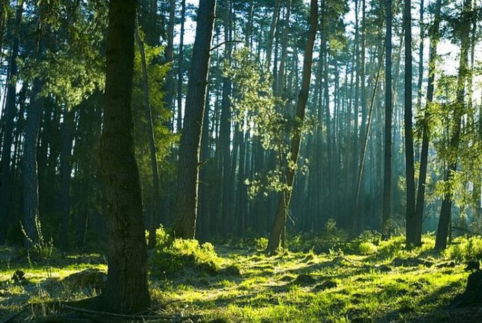 lingkungan pelestarian melestarikan hidup upaya alam usaha konservasi hutan pencemaran menanam pengertian penanaman pengawasan menjaga masyarakat pohon tanah sedang kelestarian