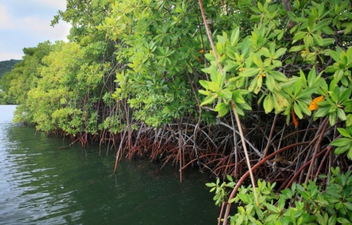 apa manfaat hutan bakau terbaru