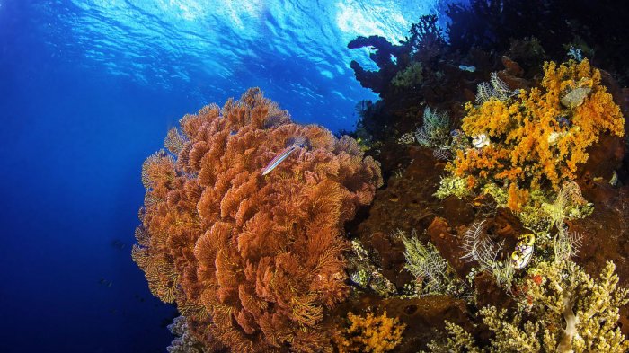 apa yang dimaksud dengan terumbu karang