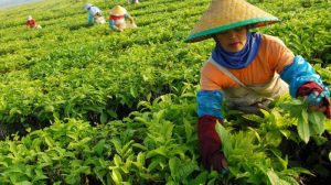 Bagaimana caranya agar tanaman teh bisa bermanfaat menahan erosi