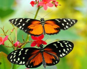 Dua ekor kupu kupu pada sebuah taman bunga disebut sebagai