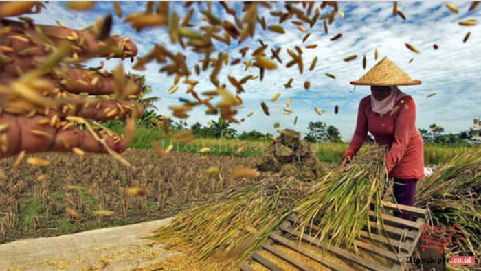Jelaskan kegiatan ekonomi yang terjadi pada padi hingga menjadi nasi