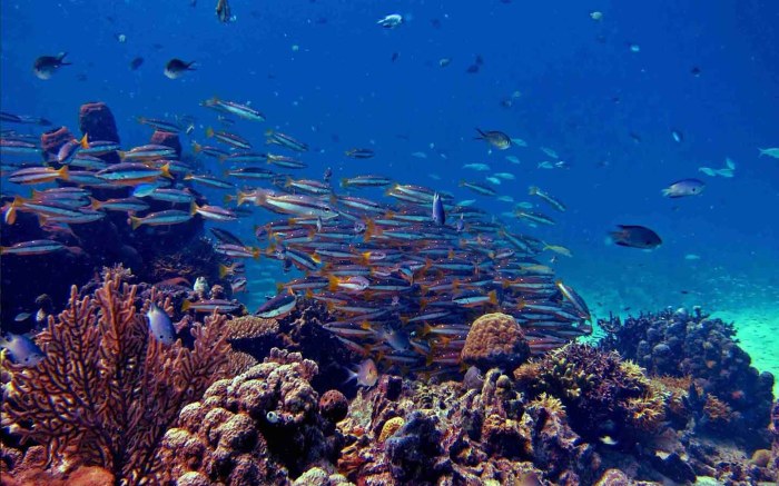 karang terumbu laut dan gambar pemandangan dasar ciri pantai dunia surga keindahan bawah ada
