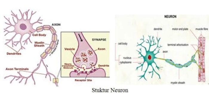 Akson atau neurit berfungsi untuk