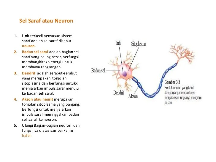 Memories neuron syaraf sel