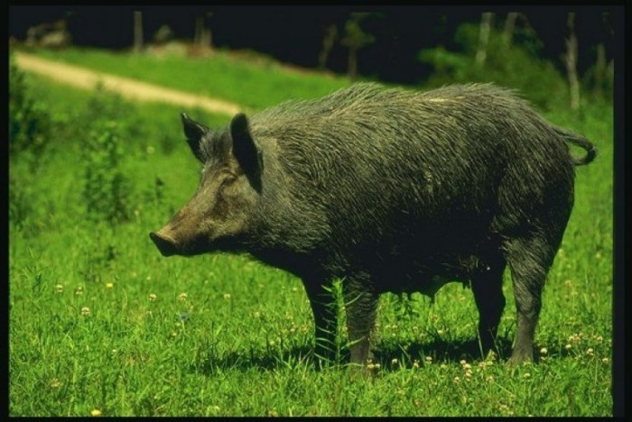 babi hutan togel