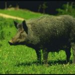 babi hutan togel