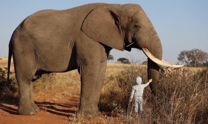 Bayi berdiri menggemaskan gajah belajar sungguh melihat berjalan kaskus semakin