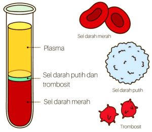 Pernyataan yang tepat tentang ciri-ciri komponen penyusun darah adalah
