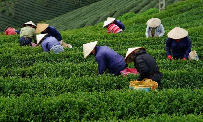 Perkebunan teh termasuk jenis usaha