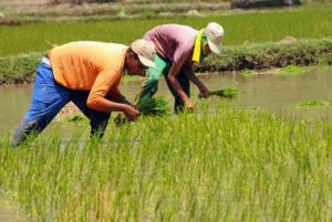 Petani menanam padi di sawah merupakan contoh kegiatan
