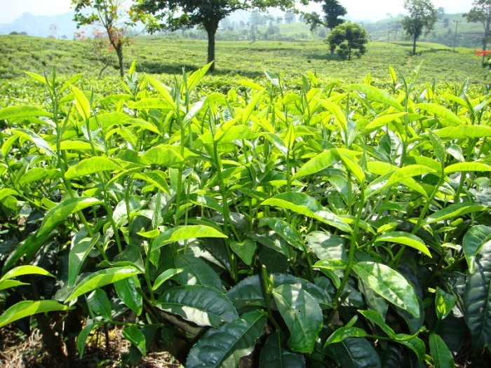 Apa yang terjadi apabila tanaman teh terus-menerus dikonsumsi besar-besaran