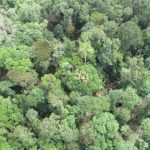 bagaimana peran konservasi hutan dalam upaya pencegahan pemanasan global