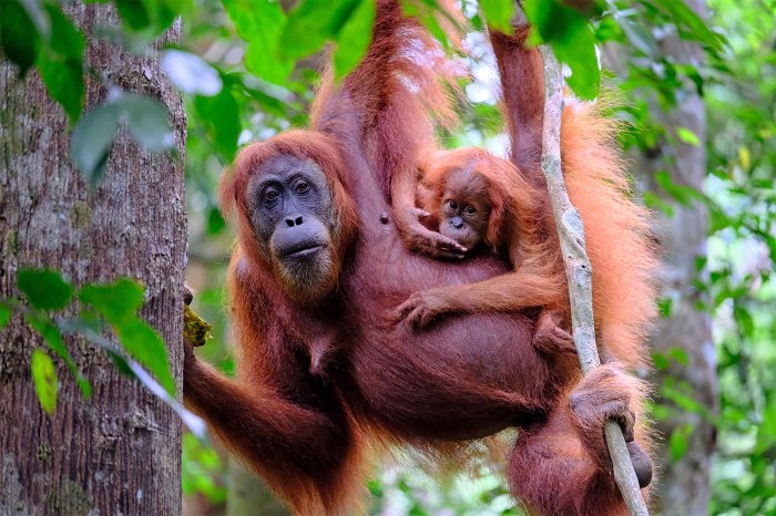 orangutans orangutan apes trees species tree endangered part orang animal gibbons ground most behaviour bornean bahasa spend their time name