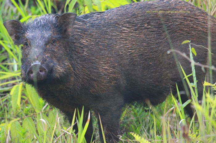 bahasa inggrisnya babi hutan terbaru