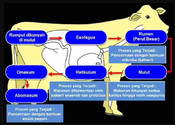 Zat dalam tubuh hewan sebagai metabolisme tubuh adalah