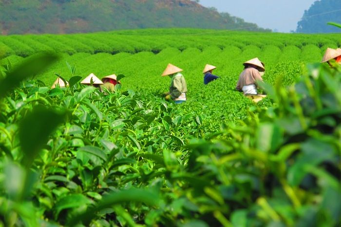 Apa yang terjadi apabila tanaman teh terus-menerus dikonsumsi besar-besaran