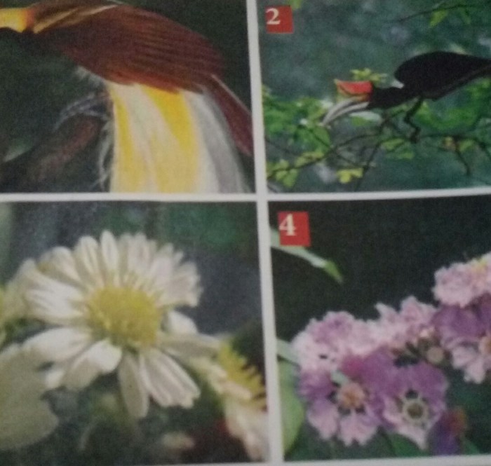 Apa perbedaan dua gambar flora diatas