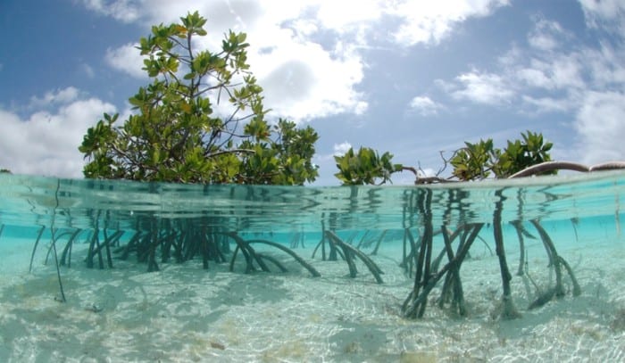 mangrove hutan kehidupan fungsi manusia penjaskes