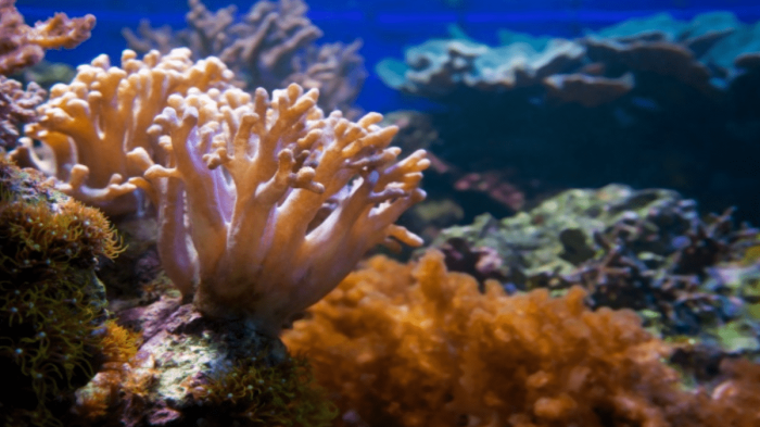 berikut fungsi dari terumbu karang kecuali