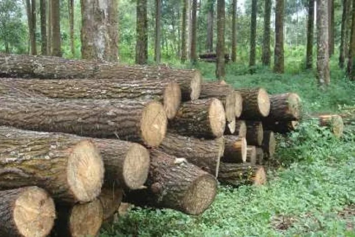 berikut ini fungsi hutan dalam kegiatan produksi adalah terbaru