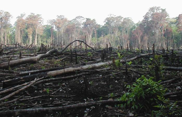 bentuk kerusakan hutan terbaru