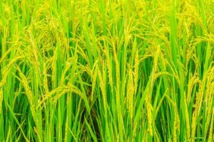 Sebutkan ciri-ciri tanaman padi